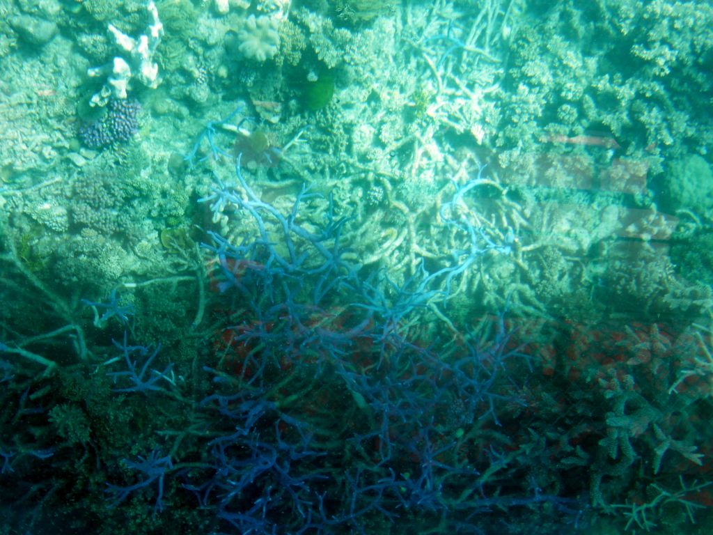 Coral and fish, viewed from the Seastar Cruises glass bottom boat