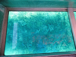 Coral, viewed from the Seastar Cruises glass bottom boat