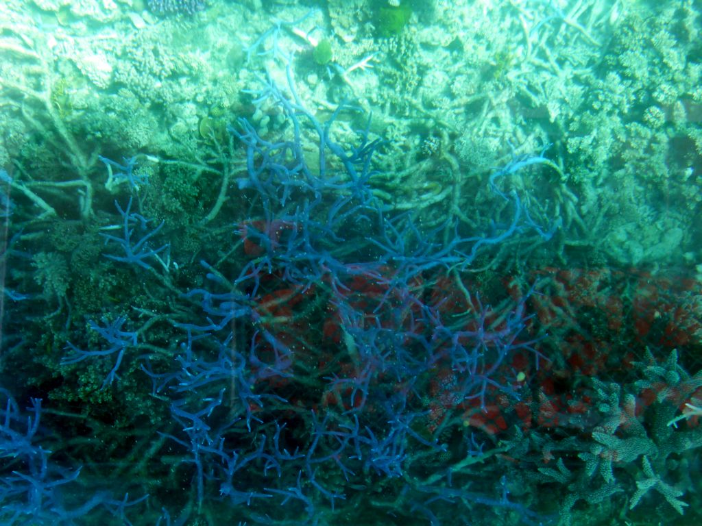 Coral and fish, viewed from the Seastar Cruises glass bottom boat