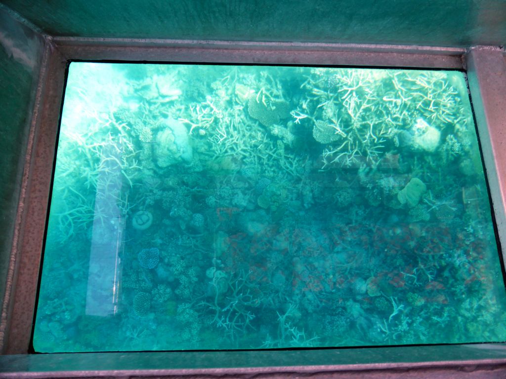 Coral, viewed from the Seastar Cruises glass bottom boat