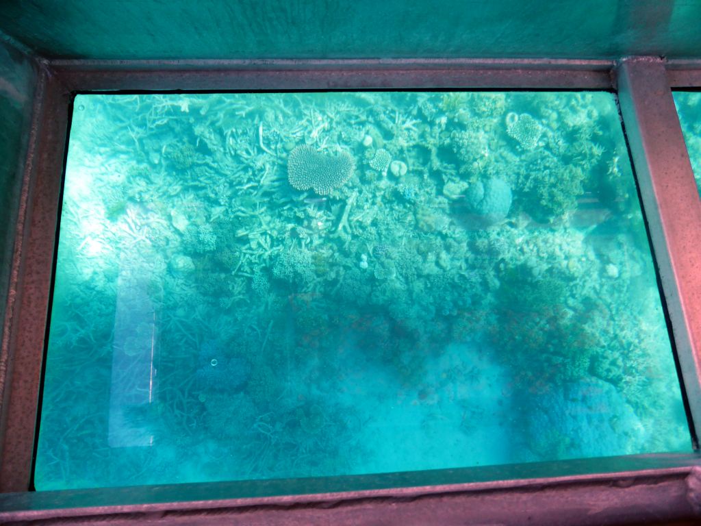 Coral, viewed from the Seastar Cruises glass bottom boat