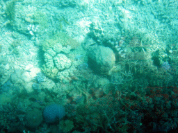 Coral and fish, viewed from the Seastar Cruises glass bottom boat