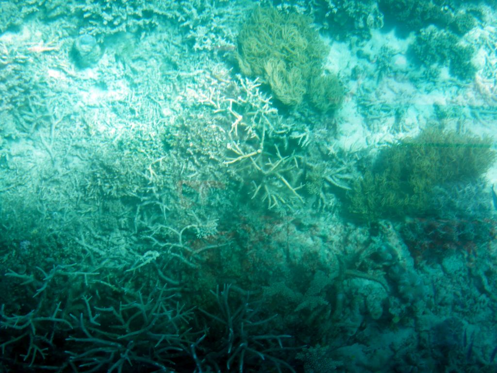 Coral, viewed from the Seastar Cruises glass bottom boat