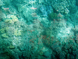 Coral, viewed from the Seastar Cruises glass bottom boat