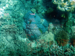 Coral, viewed from the Seastar Cruises glass bottom boat