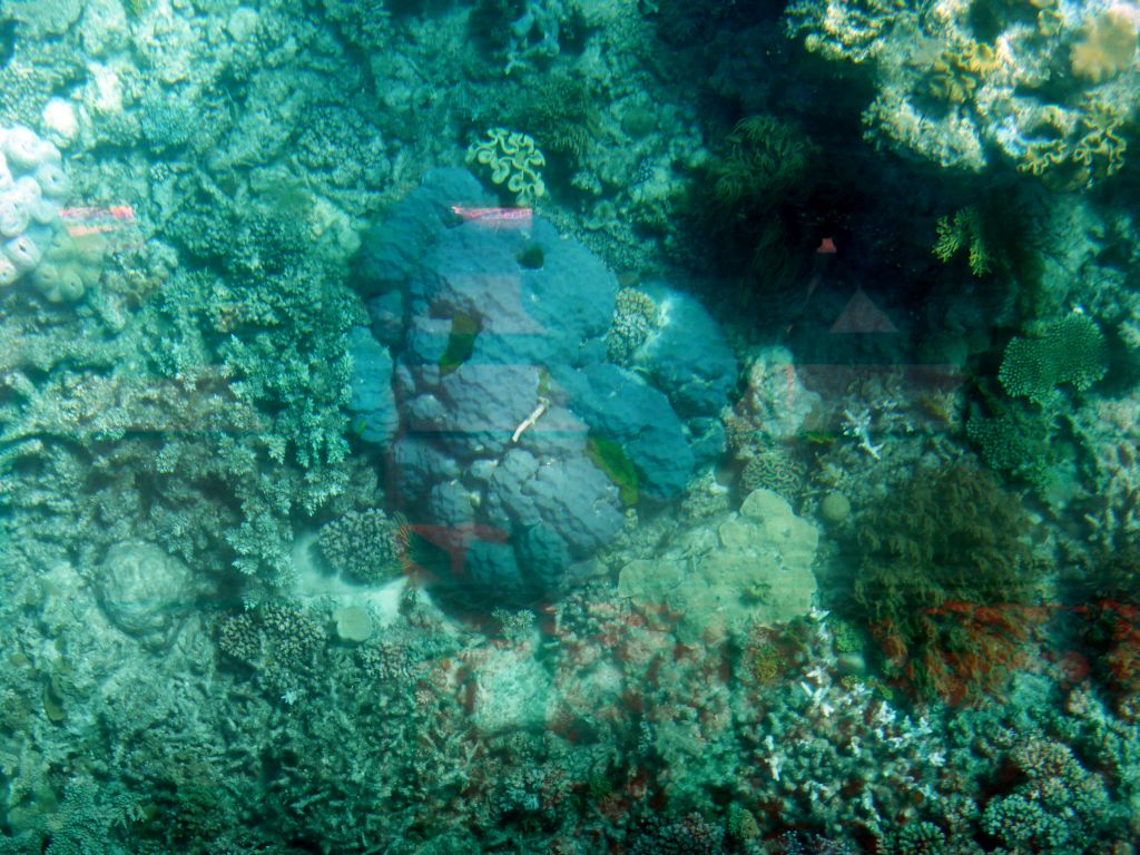 Coral, viewed from the Seastar Cruises glass bottom boat