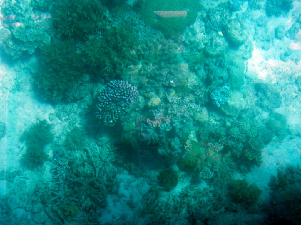 Coral, viewed from the Seastar Cruises glass bottom boat