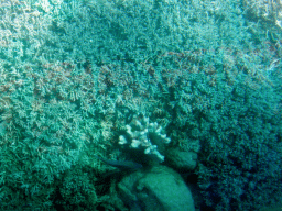 Coral and fish, viewed from the Seastar Cruises glass bottom boat