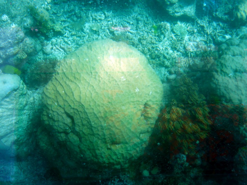 Coral, viewed from the Seastar Cruises glass bottom boat