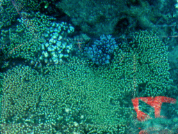 Coral, viewed from the Seastar Cruises glass bottom boat
