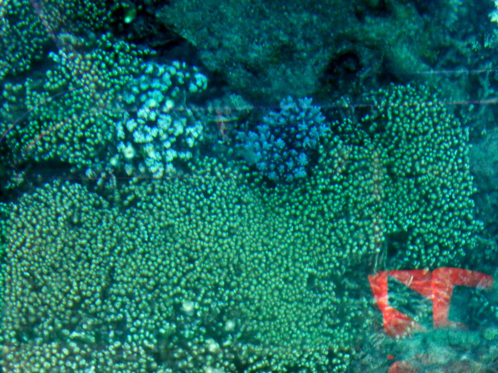 Coral, viewed from the Seastar Cruises glass bottom boat