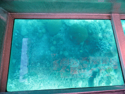 Coral, viewed from the Seastar Cruises glass bottom boat