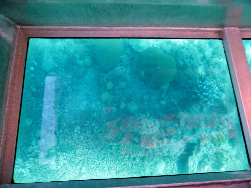 Coral, viewed from the Seastar Cruises glass bottom boat