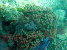 Coral, viewed from the Seastar Cruises glass bottom boat