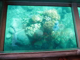 Coral, viewed from the Seastar Cruises glass bottom boat