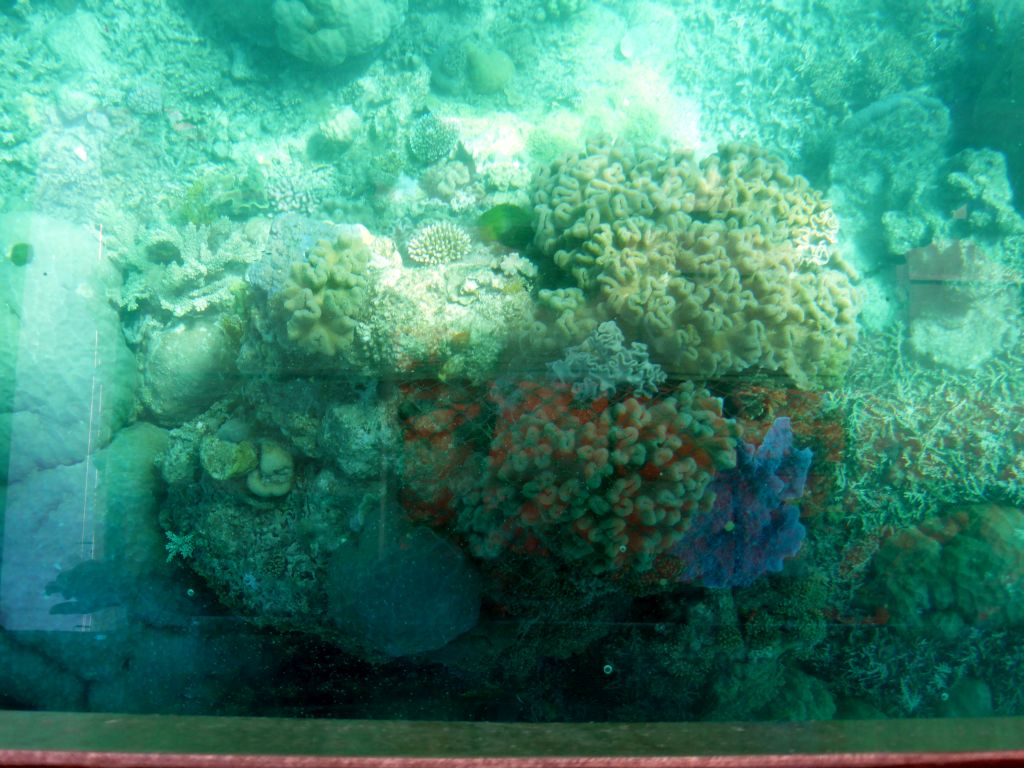 Coral, viewed from the Seastar Cruises glass bottom boat