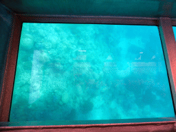 Coral, viewed from the Seastar Cruises glass bottom boat