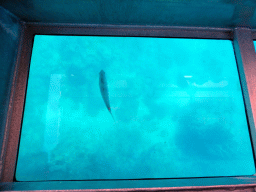 Coral and fish, viewed from the Seastar Cruises glass bottom boat