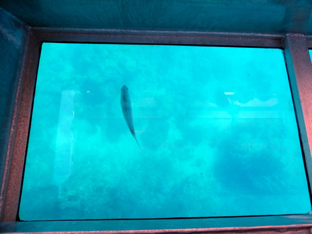 Coral and fish, viewed from the Seastar Cruises glass bottom boat