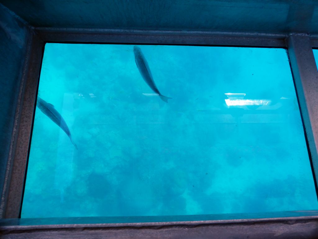 Coral and fish, viewed from the Seastar Cruises glass bottom boat