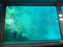 Coral and school of fish, viewed from the Seastar Cruises glass bottom boat