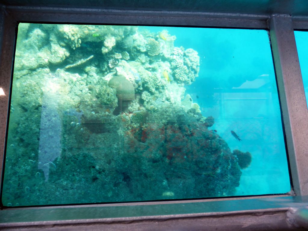 Coral and fish, viewed from the Seastar Cruises glass bottom boat