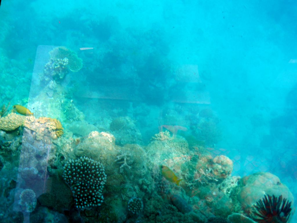 Coral and fish, viewed from the Seastar Cruises glass bottom boat