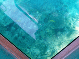 Coral and fish, viewed from the Seastar Cruises glass bottom boat