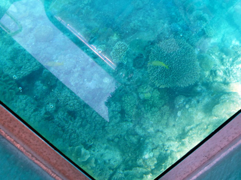 Coral and fish, viewed from the Seastar Cruises glass bottom boat