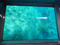 Coral, viewed from the Seastar Cruises glass bottom boat