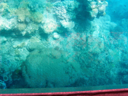 Coral and fish, viewed from the Seastar Cruises glass bottom boat