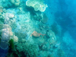 Coral and school of fish, viewed from the Seastar Cruises glass bottom boat