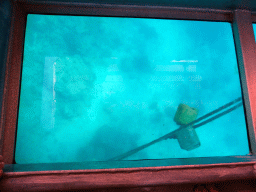 Coral and ropes with stones, viewed from the Seastar Cruises glass bottom boat