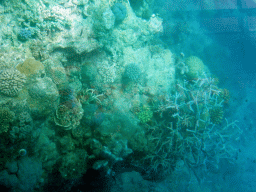 Coral and school of fish, viewed from the Seastar Cruises glass bottom boat