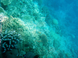 Coral and fish, viewed from the Seastar Cruises glass bottom boat