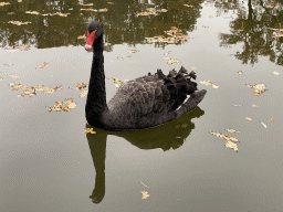 Black Swan in the moat of the Heeswijk Castle, viewed from the garden