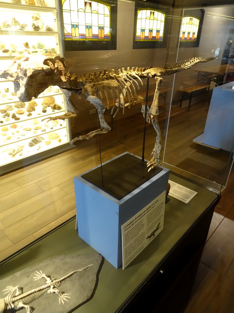 Psittacosaurus skeleton at the ground floor of the main building of the HistoryLand museum, with explanation
