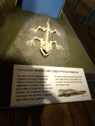 Captorhinus skeleton at the ground floor of the main building of the HistoryLand museum, with explanation