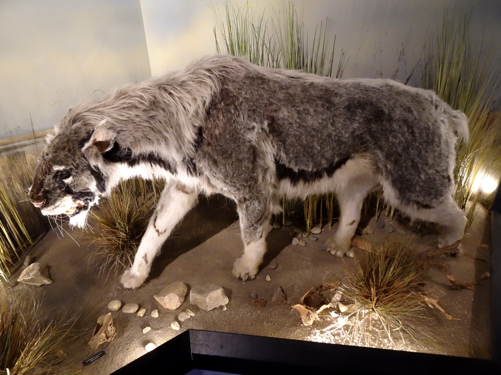 Statue of a Saber-toothed Cat at the ground floor of the main building of the HistoryLand museum