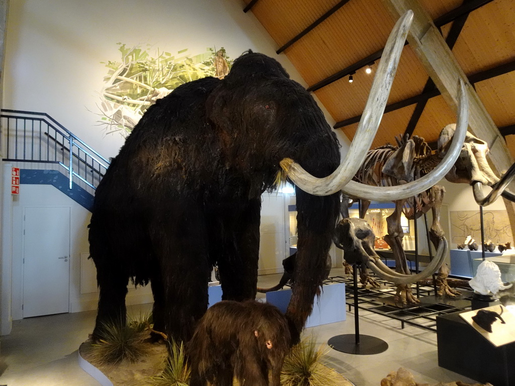 Mammoth statues and skeletons at the ground floor of the main building of the HistoryLand museum