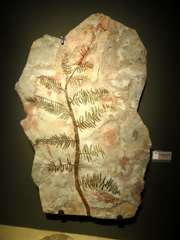 Fossilized Pecopteris leaf at the upper floor of the main building of the HistoryLand museum, with explanation
