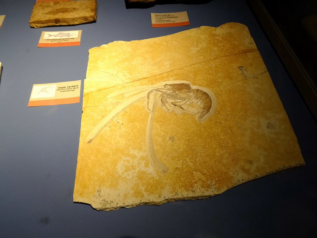 Fossilized Shrimp at the upper floor of the main building of the HistoryLand museum, with explanation