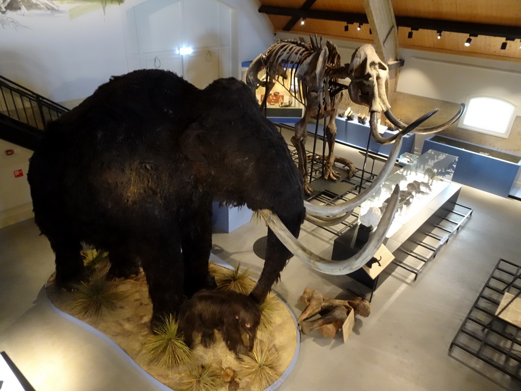 Mammoth statues and skeletons at the ground floor of the main building of the HistoryLand museum, viewed from the upper floor