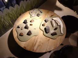 Table with fossilized teeth at the upper floor of the main building of the HistoryLand museum