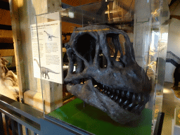 Camarasaurus skull at the upper floor of the main building of the HistoryLand museum