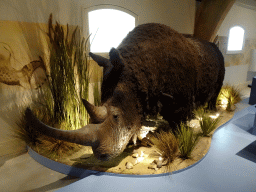 Woolly Rhinoceros statue at the lower floor of the main building of the HistoryLand museum