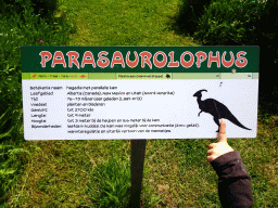 Explanation on the Parasaurolophus at the Dinopark area at the HistoryLand museum