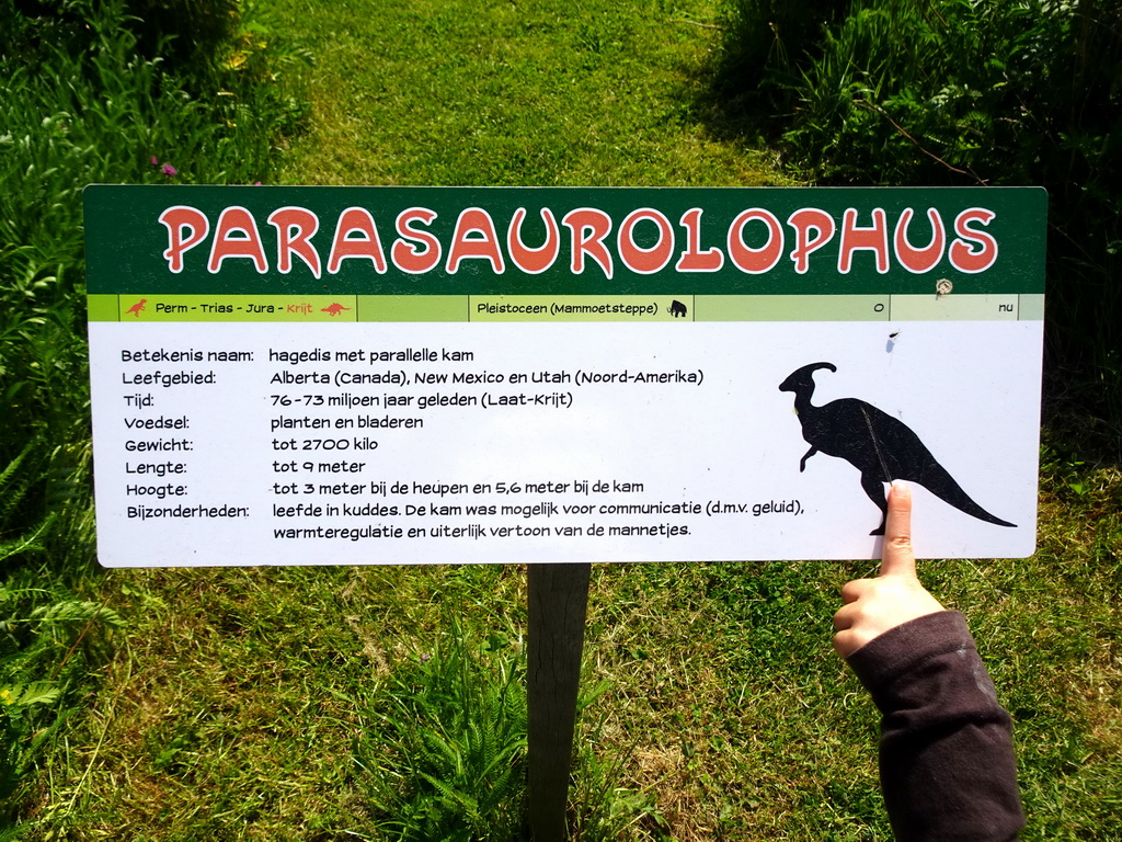 Explanation on the Parasaurolophus at the Dinopark area at the HistoryLand museum