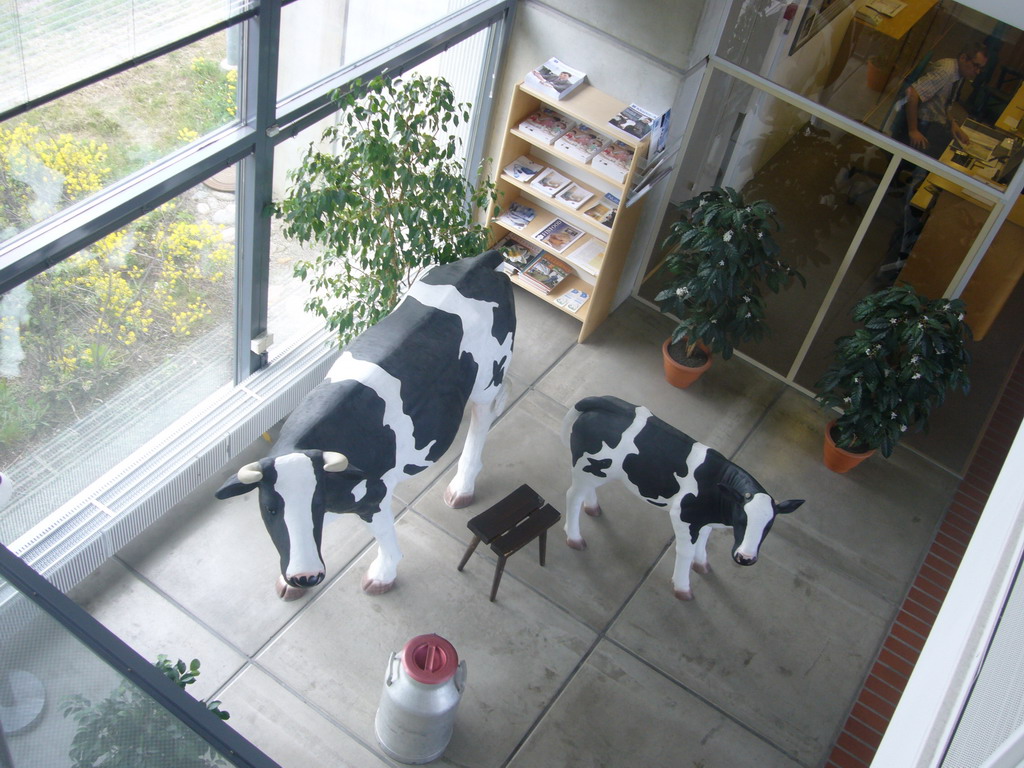 Cow statues in the lobby of the headquarters of the Valio company, viewed from above