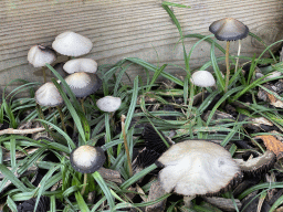 Mushrooms at the Do-it-yourself Maze at the GeoFort